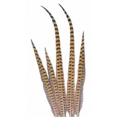 FEATHERS RINGNECK PHEASANT 15-17" (BULK)